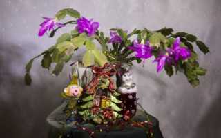 Как сделать красивый зимний букет своими руками из цветов или природных материалов: фото и идеи композиций