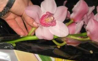 Пионовидные розы для букета невесты: нежный европейский стиль