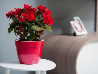 49 лет со дня свадьбы — как называется 49я годовщина совместной жизни в браке?