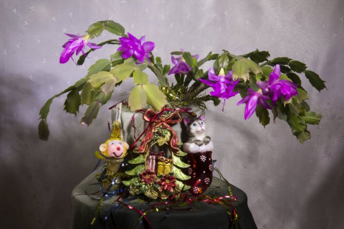 букет зимой фото