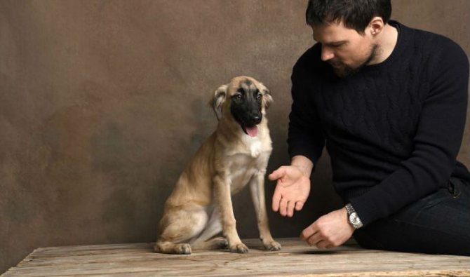 Груша, собака Данилы Козловского