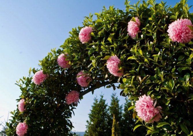 Помпоны в украшении свадебной арки