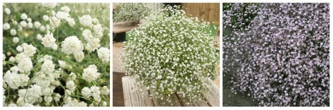 Популярные сорта для аранжировок